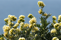 Anthyllis barba-jovis